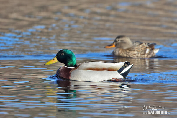 Stockente (Anas platyrhynchos)