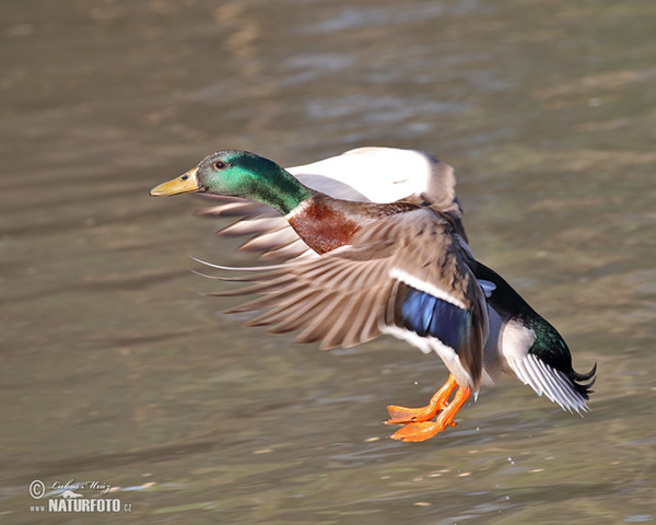 Stockente (Anas platyrhynchos)