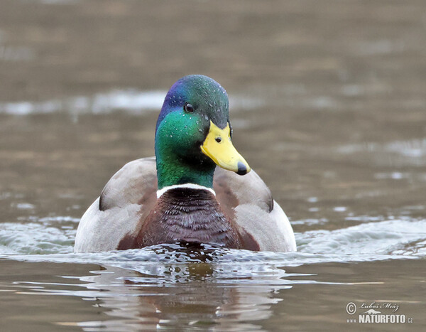 Stockente (Anas platyrhynchos)