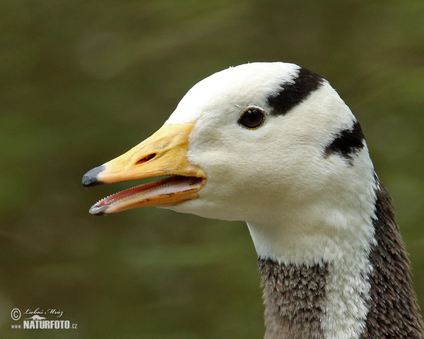 Streifengans (Anser indicus)