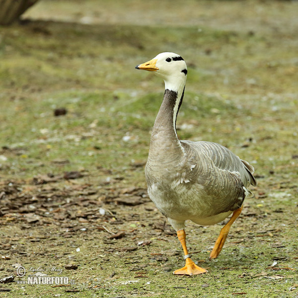 Streifengans (Anser indicus)