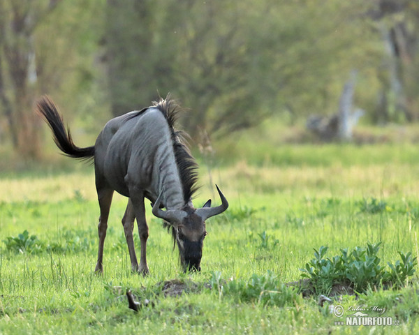 Streifengnu (Connochaetes taurinus)