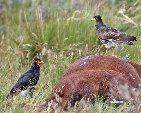 Streifenkarakara (Phalcoboenus carunculatus)