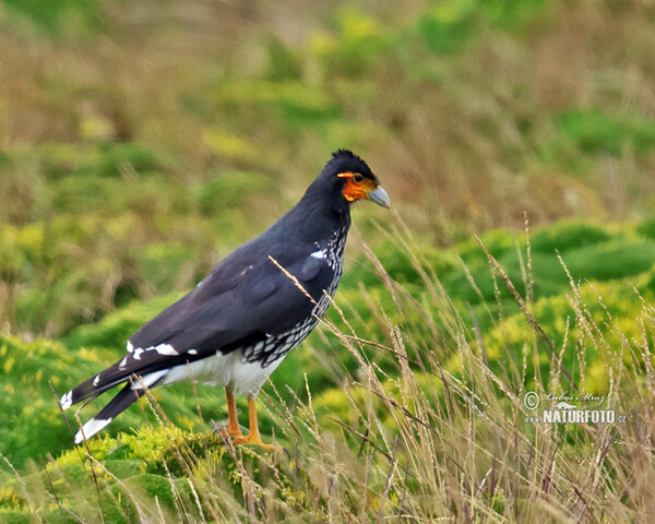 Streifenkarakara (Phalcoboenus carunculatus)