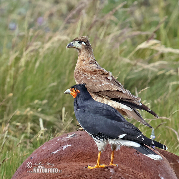 Streifenkarakara (Phalcoboenus carunculatus)