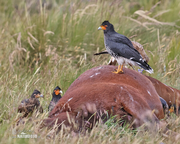 Streifenkarakara (Phalcoboenus carunculatus)