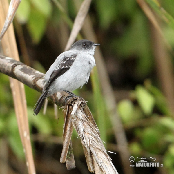 Sturzbach-Kleintyrann (Serpophaga cinerea)