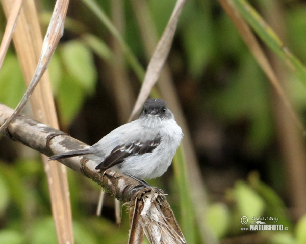 Sturzbach-Kleintyrann (Serpophaga cinerea)