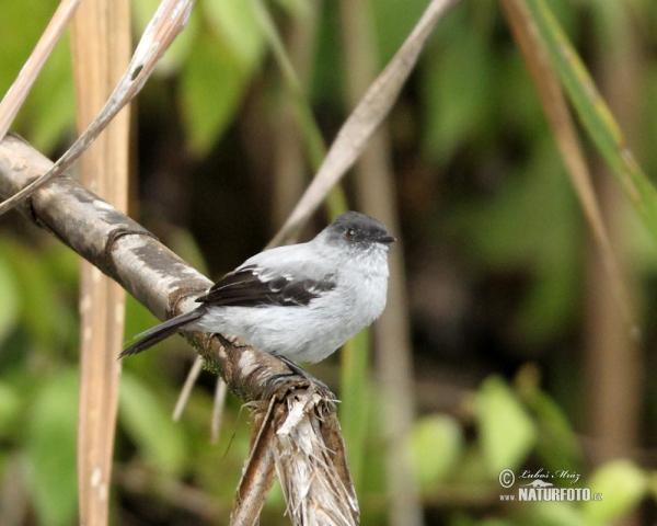 Sturzbach-Kleintyrann (Serpophaga cinerea)