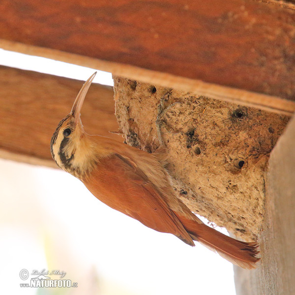 Südlicher Weißbauch-Baumsteiger (Lepidocolaptes angustrirostris)