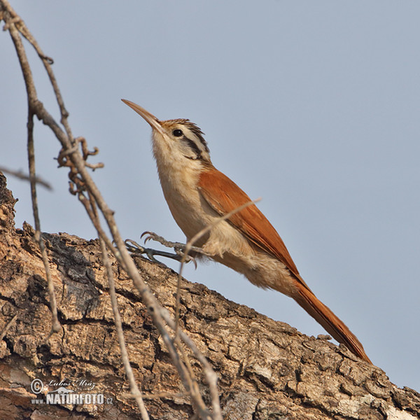 Südlicher Weißbauch-Baumsteiger (Lepidocolaptes angustrirostris)