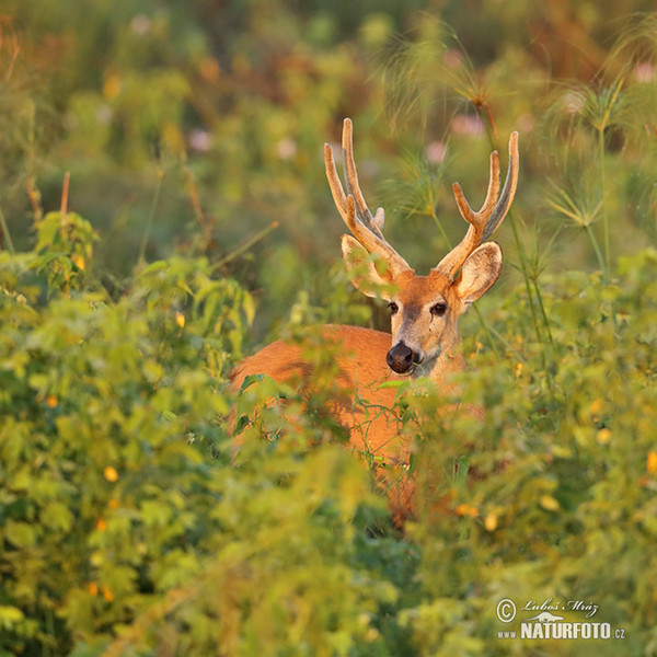 Sumpfhirsch (Blastocerus dichotomus)