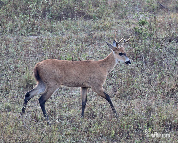 Sumpfhirsch (Blastocerus dichotomus)