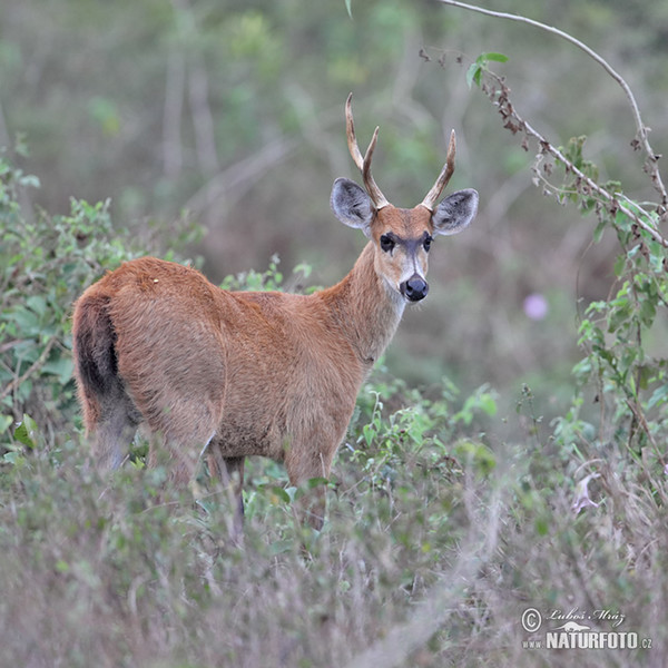 Sumpfhirsch (Blastocerus dichotomus)