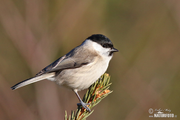 Sumpfmeise (Parus palustris)