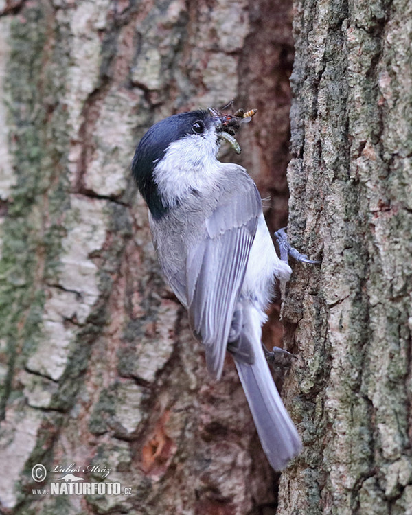 Sumpfmeise (Parus palustris)