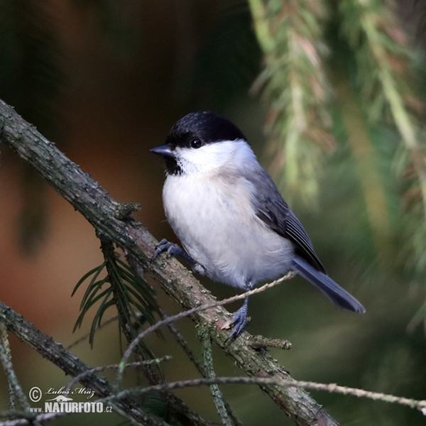 Sumpfmeise (Parus palustris)