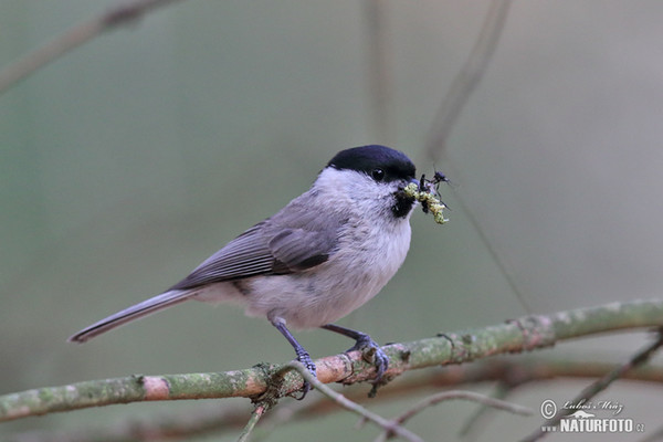 Sumpfmeise (Parus palustris)