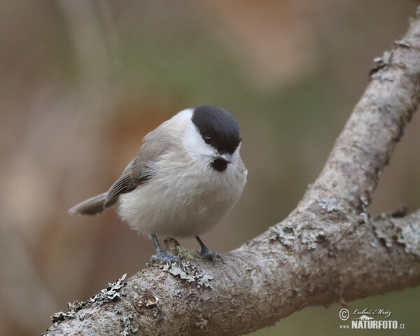 Sumpfmeise (Parus palustris)