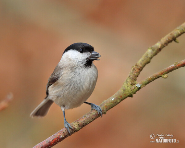 Sumpfmeise (Parus palustris)