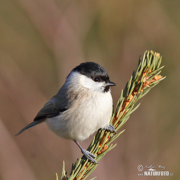 Sumpfmeise (Parus palustris)