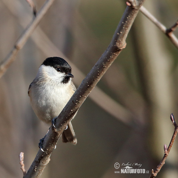 Sumpfmeise (Parus palustris)