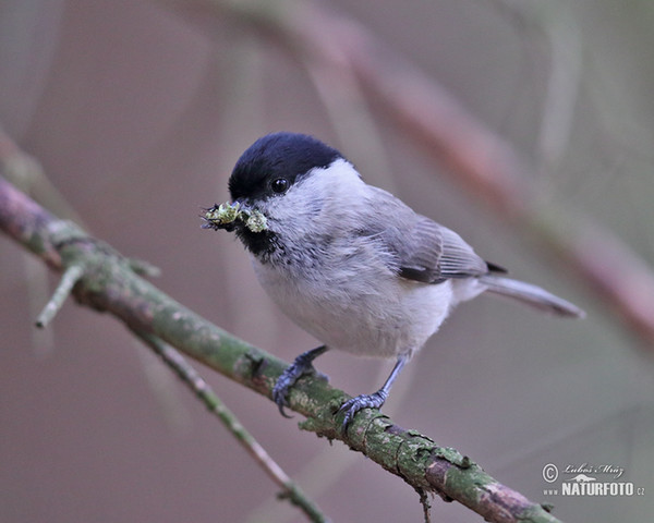 Sumpfmeise (Parus palustris)