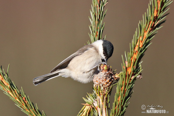 Sumpfmeise (Parus palustris)