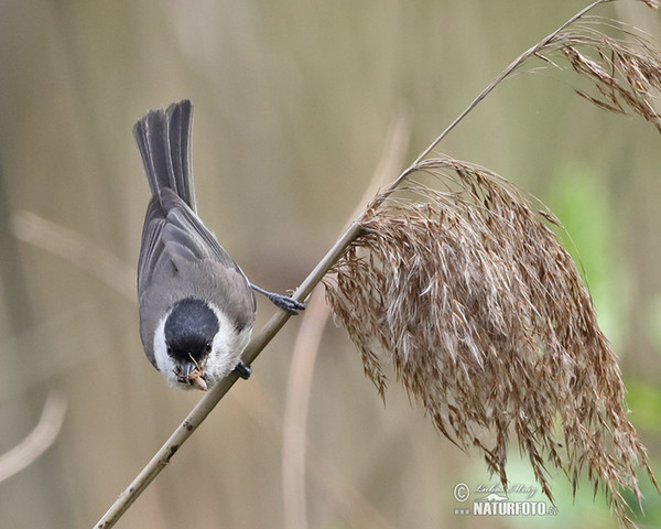 Sumpfmeise (Parus palustris)