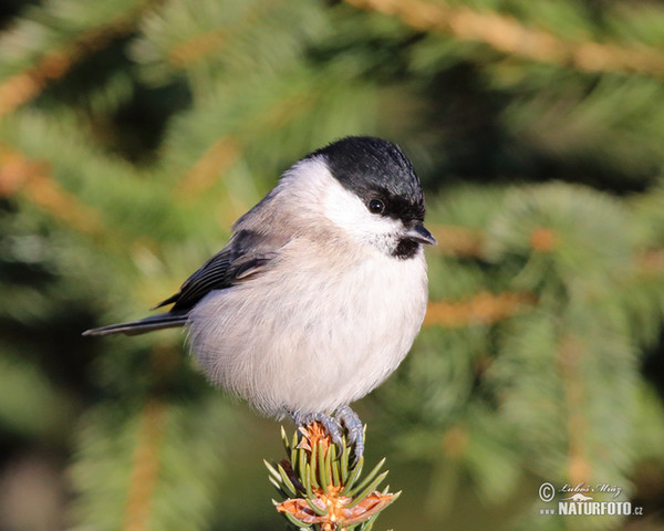 Sumpfmeise (Parus palustris)