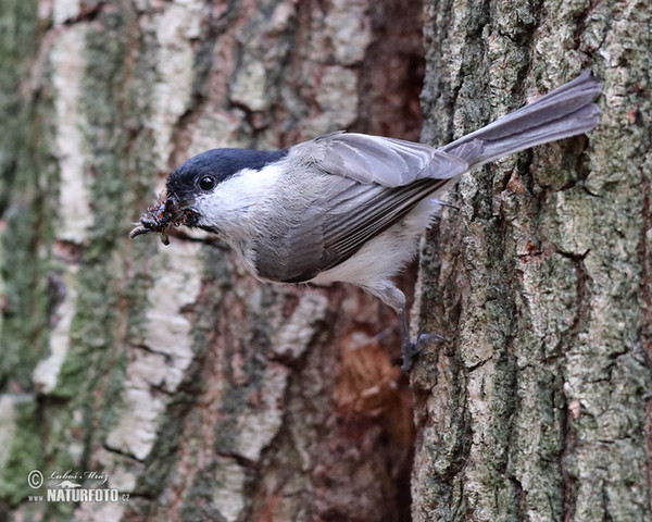 Sumpfmeise (Parus palustris)