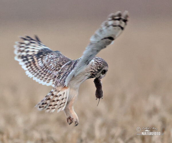 Sumpfohreule (Asio flammeus)