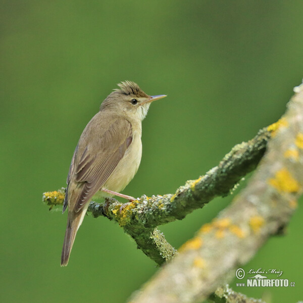 Sumpfrohrsänger (Acrocephalus palustris)