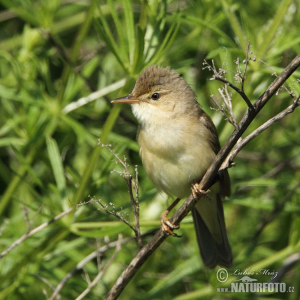 Sumpfrohrsänger (Acrocephalus palustris)