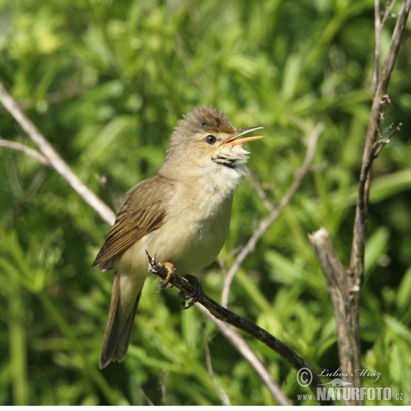 Sumpfrohrsänger (Acrocephalus palustris)