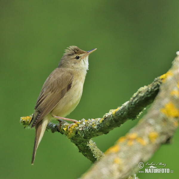 Sumpfrohrsänger (Acrocephalus palustris)