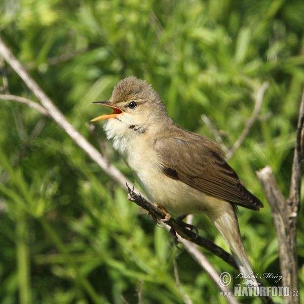 Sumpfrohrsänger (Acrocephalus palustris)