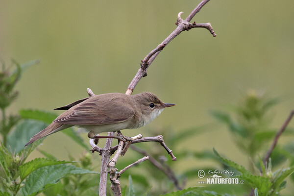 Sumpfrohrsänger (Acrocephalus palustris)