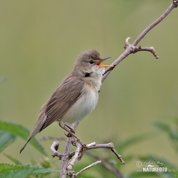 Sumpfrohrsänger (Acrocephalus palustris)