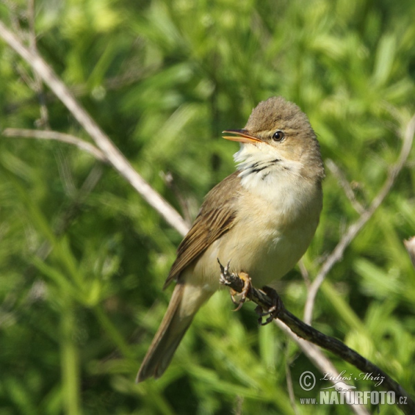 Sumpfrohrsänger (Acrocephalus palustris)