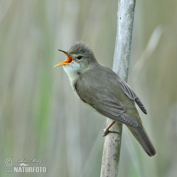 Sumpfrohrsänger (Acrocephalus palustris)