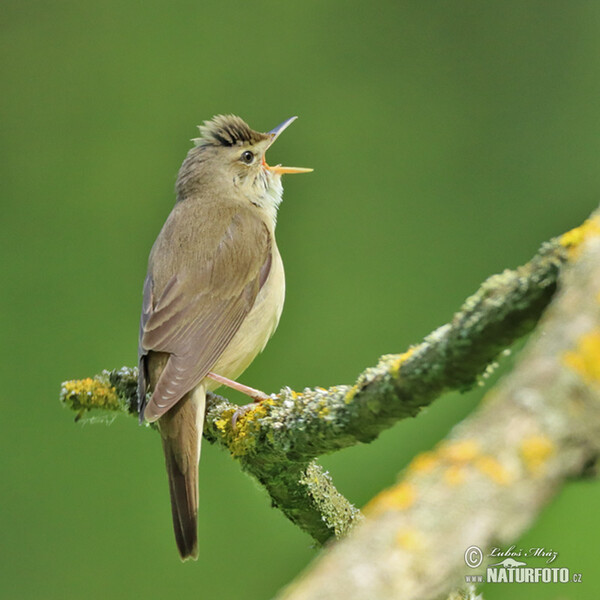 Sumpfrohrsänger (Acrocephalus palustris)