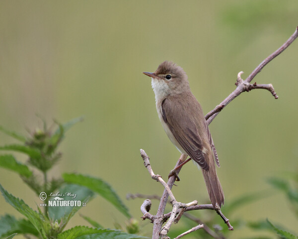 Sumpfrohrsänger (Acrocephalus palustris)