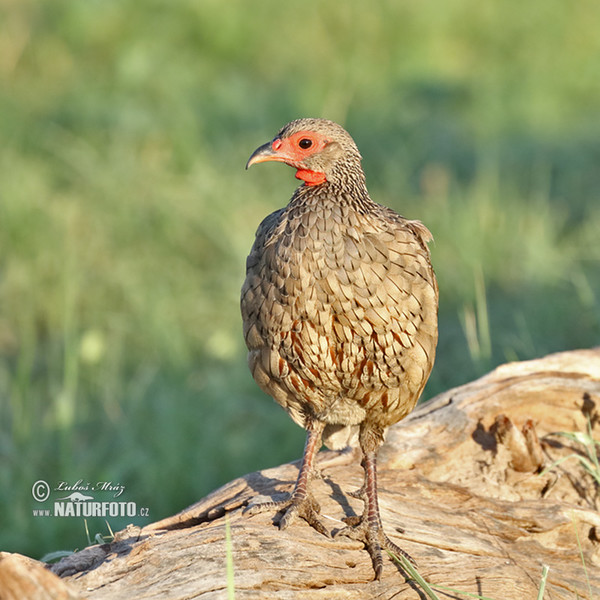 Swainsonfrankolin (Pternistis swainsonii)