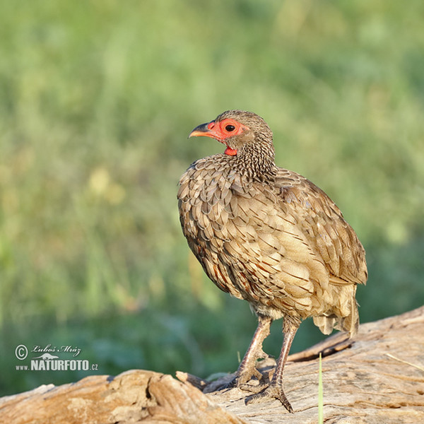 Swainsonfrankolin (Pternistis swainsonii)