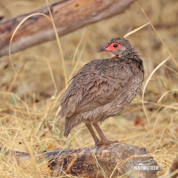 Swainsonfrankolin (Pternistis swainsonii)