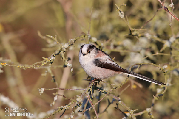 Swanzmeise (Aegithalos caudatus)