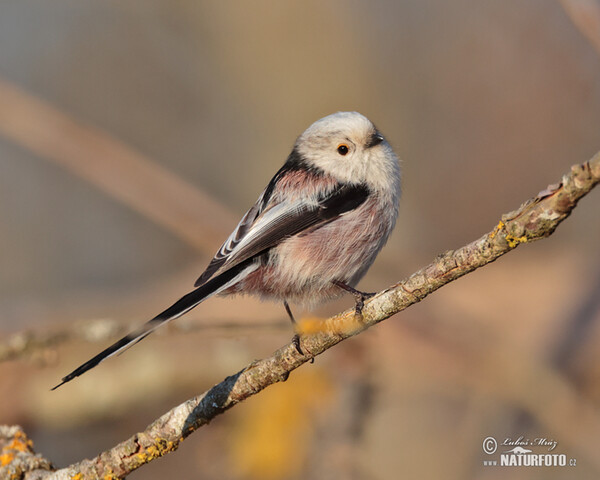 Swanzmeise (Aegithalos caudatus)