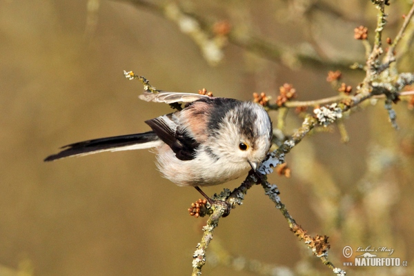 Swanzmeise (Aegithalos caudatus)