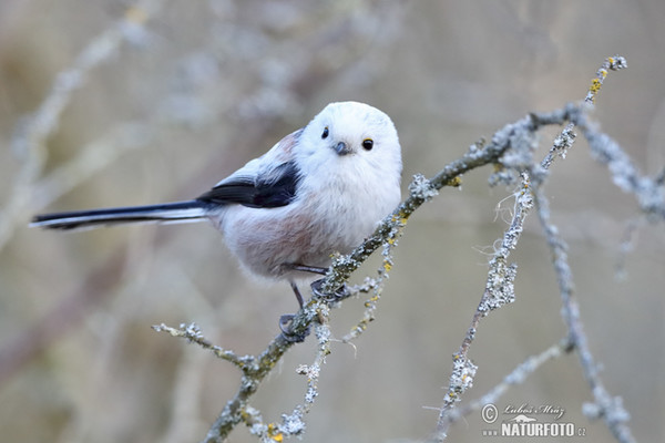 Swanzmeise (Aegithalos caudatus)